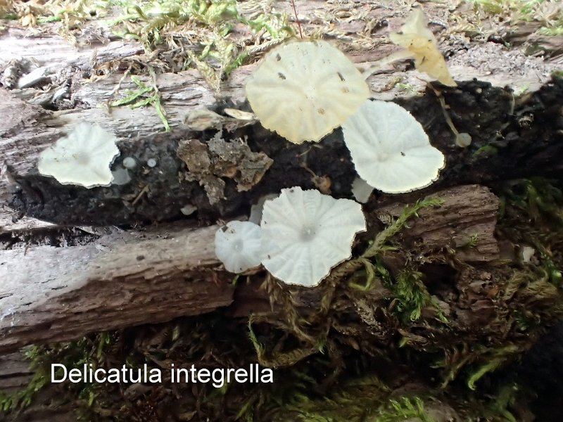 Delicatula integrella-amf1321-1.JPG - Delicatula integrella ; Syn: Omphalia integrella ; Nom français: Mycène délicate